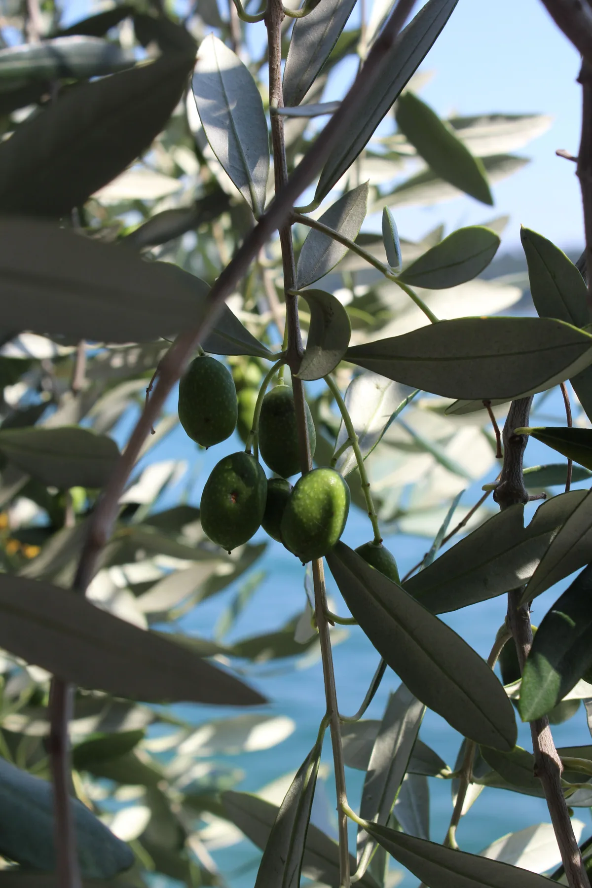Olives avant la période de récolte