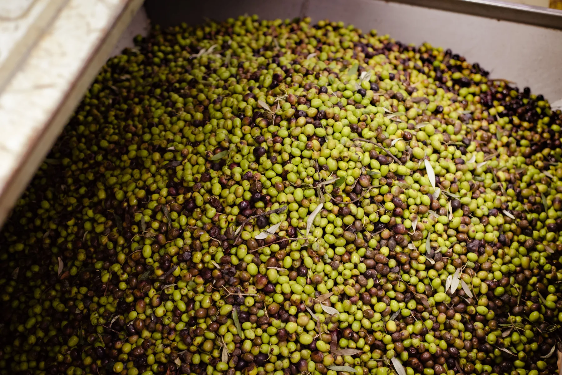 Olives fraîchement récoltées avant moulin